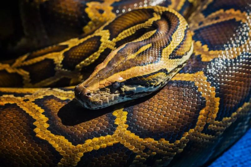 Кралски питон