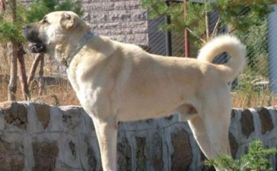 Два кангала нападнаха 91-годишен мъж и разкъсаха крака му