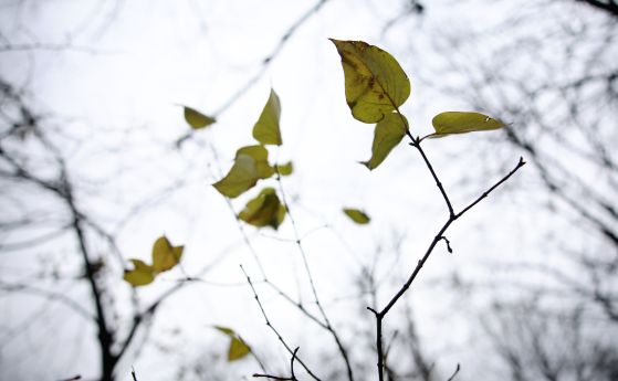 Топло за ноември, но с валежи днес и утре