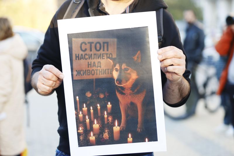 Протест пред ВМА с искане за ефективна присъда за лекаря, прегазил кучето Мая