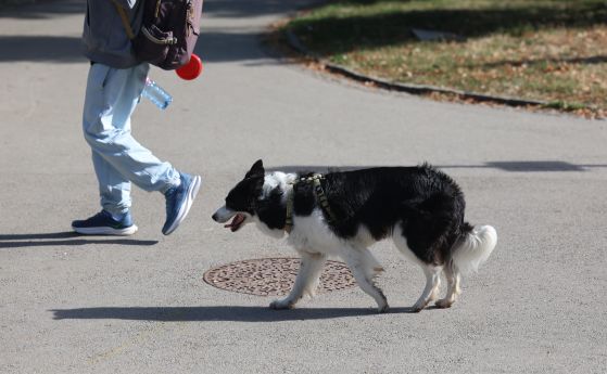 Куче без каишка в София - БГНЕС/Антон Станков