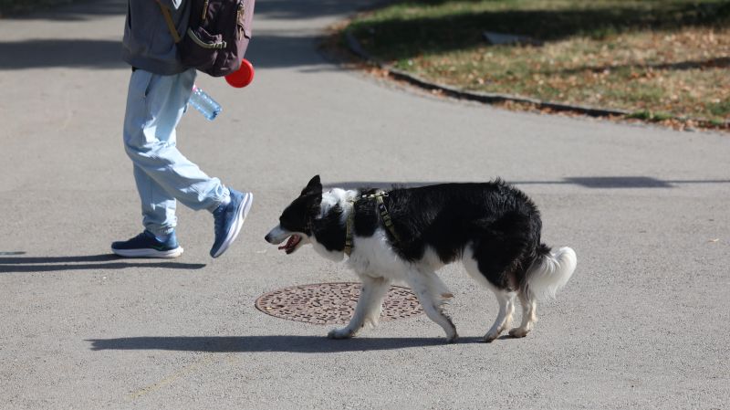 Куче без каишка в София - БГНЕС/Антон Станков