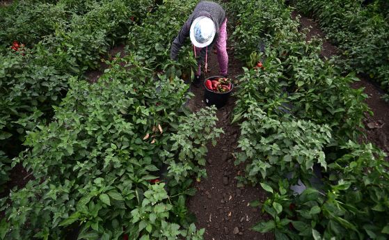 Червени чушки, земеделие - БГНЕС/Архив