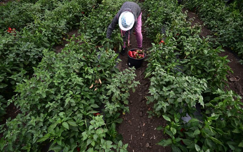 Червени чушки, земеделие - БГНЕС/Архив