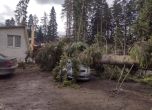 паднало дърво
