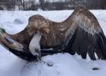 Мъртъв лешояд
