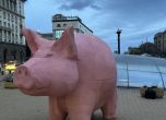 Прасето от протестите тръгва на турне