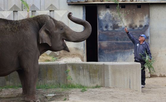 Почина бай Иван, който 20 години се грижеше за слоновете в Софийския зоопарк
