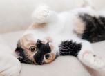 котка