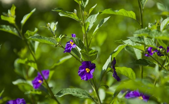 Облачно и дъждовно време и днес