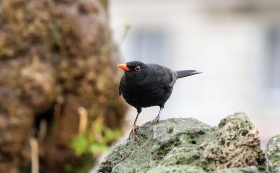 В планините ще превали