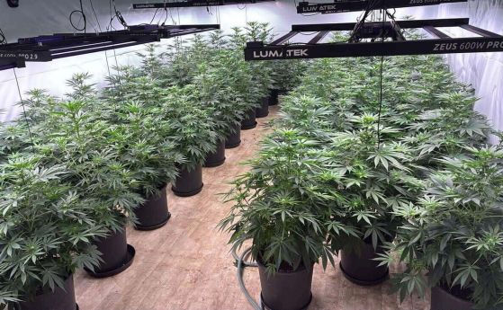 МВР показа как изглежда отвътре наркооранжерия в село до Своге (снимки)