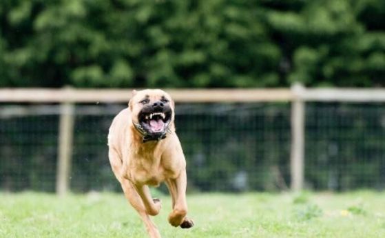 Домашен питбул нападна три деца, играещи пред блок в Бургас