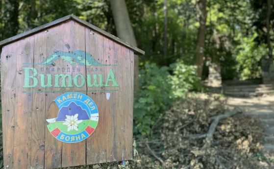 Столична община отново планира летни лагери на Витоша
