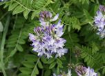 Astragalus alpinus