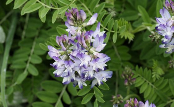 Какво е астрагал и за какво се използва