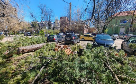Силният вятър събори няколко дървета край парка ''Заимов'' в София