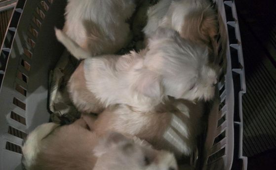 БАБХ спря незаконен транспорт на кучета в Кресна