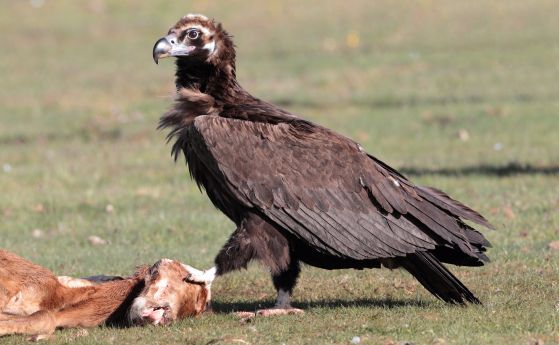 33 години по-късно: Отново се размножават черни лешояди в Източните Родопи