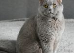 Котаракът Румен 