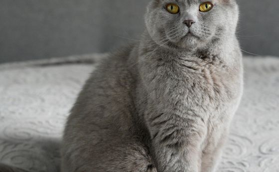 Отиде си Котаракът Румен - най-известният ''нечовешки инфлуенсър''