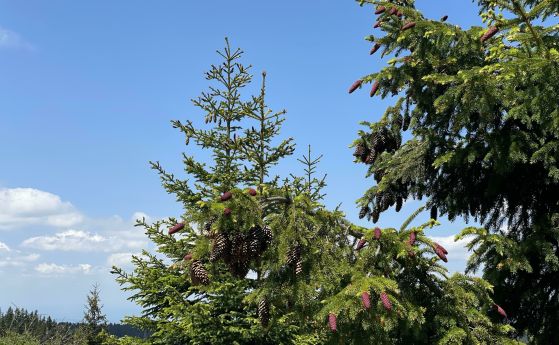 Откриха туриста край Драгалевския манастир