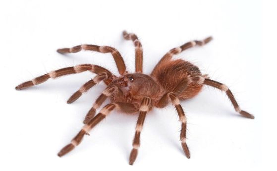 Жена забрави 20 тарантули в германски влак