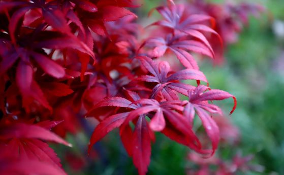 Ветровито време днес, утре се затопля