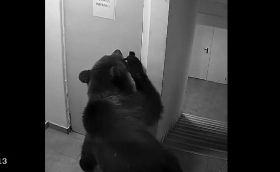 Неканен гост: Mечка нахлу в хотел в планински курорт в Румъния (видео)
