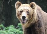 Дива мечка край туриистически маршрут в Румъния