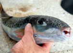 Опасният вид риба Lagocephalus sceleratus