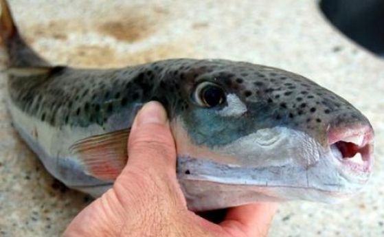 Опасният вид риба Lagocephalus sceleratus