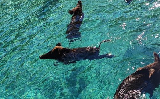 Дивите прасета плуват във водата край туристите. Ина Ангелова/Фейсбук