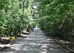 Алея в Борисовата градина