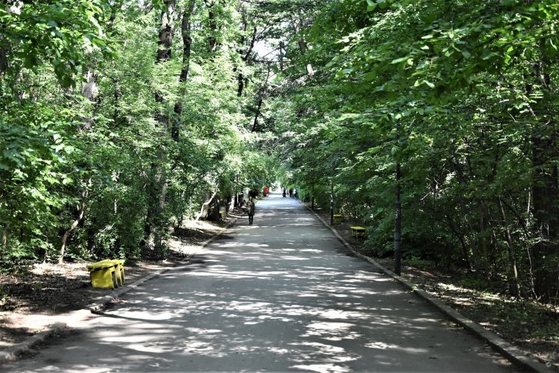 Алея в Борисовата градина