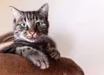Котка
