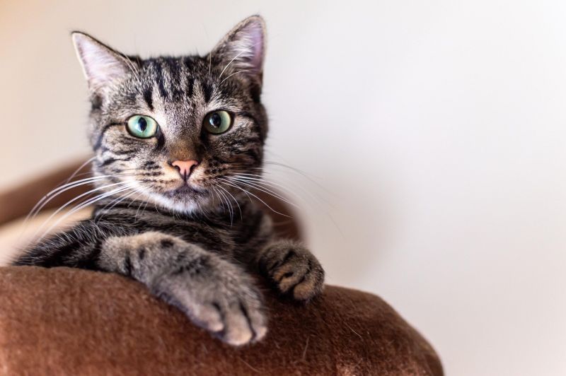 Котка