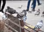 Гълъби в София