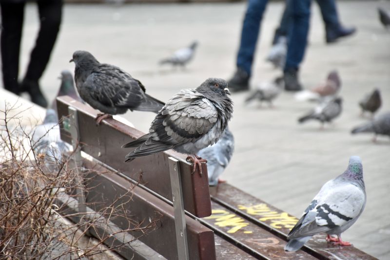 Гълъби в София