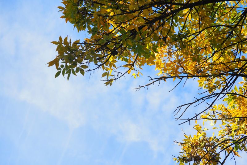 есен