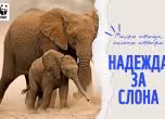 WWF: Размерът на популациите на диви животни в света е намалял със 73% за 52 години