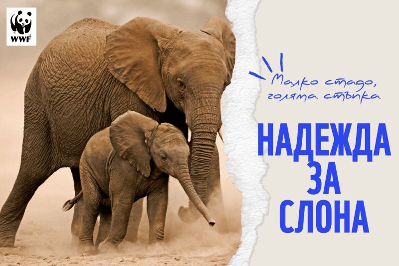 WWF: Размерът на популациите на диви животни в света е намалял със 73% за 52 години