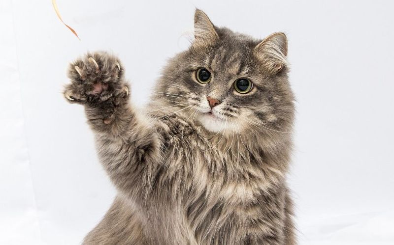 Домашна котка
