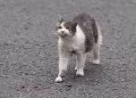 Котаракът Лари
