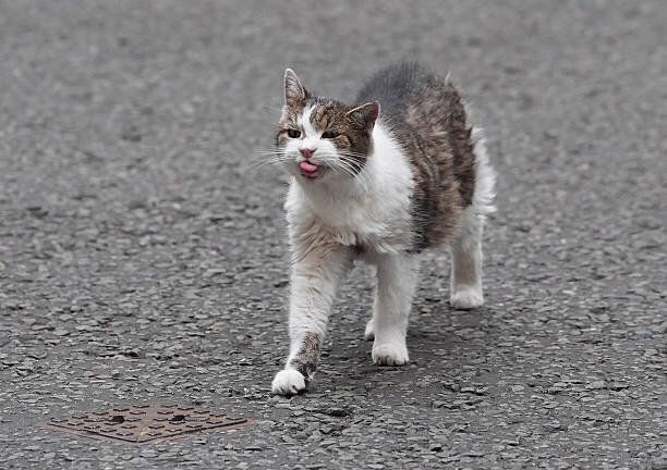 Котаракът Лари