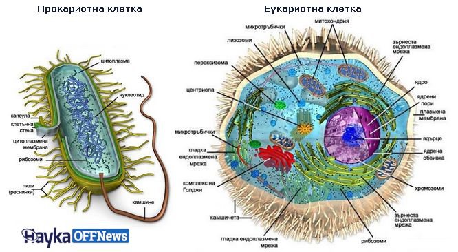 эукариоты домен