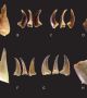 Неандерталците са се хранили с варени раци, което противоречи на стереотипите за тях