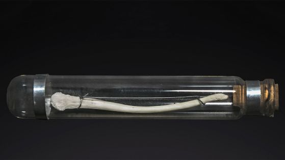 1481804327_7_559x*.jpg