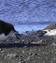 Денят на пингвина: На 25 април отбелязваме световния ден на едни от най-симпатичните птици