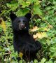 Съобщенията за "Голямата стъпка" нарастват, когато в района има поне 900 черни мечки